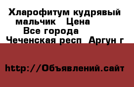 Хларофитум кудрявый мальчик › Цена ­ 30 - Все города  »    . Чеченская респ.,Аргун г.